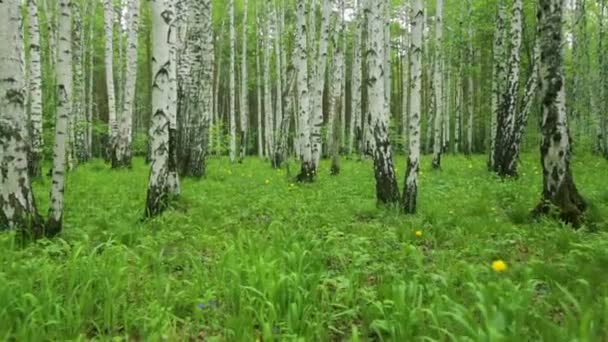 Birch grove green path in day light — Stock Video