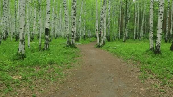 Birch korusu gün ışığında yeşil yol — Stok video
