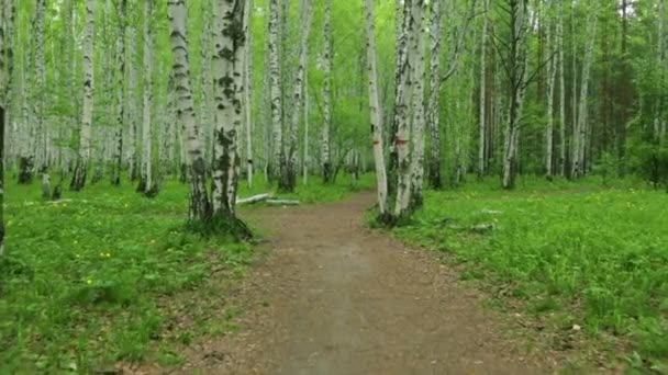 Birch άλσος πράσινο μονοπάτι στο φως της ημέρας — Αρχείο Βίντεο