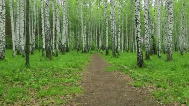 Birch grove green path in day light — Stock Video