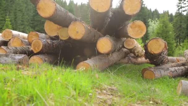 Whole timber logs on green grass — Stock Video