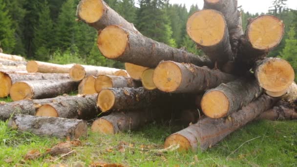 Troncos enteros de madera sobre hierba verde — Vídeo de stock