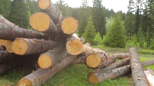 Whole timber logs on green grass — Stock Video