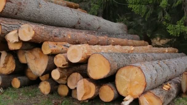 Whole timber logs on green grass — Stock Video