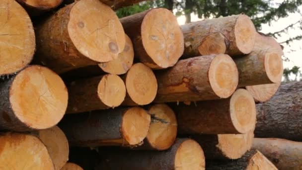 Ολόκληροι κορμοί ξυλείας σε πράσινο γρασίδι — Αρχείο Βίντεο