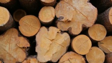 Tüm ahşap kütükler yeşil çimlerde