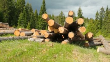 Tüm ahşap kütükler yeşil çimlerde