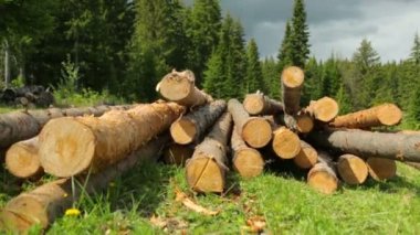 Tüm ahşap kütükler yeşil çimlerde