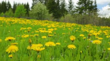Karahindiba çayır yaz günü manzarası