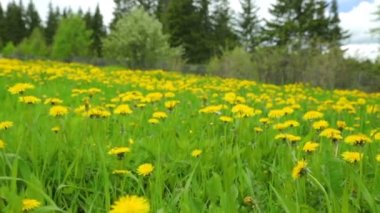 Karahindiba çayır yaz günü manzarası
