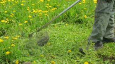 İnsanoğlu karahindiba otlağını biçiyor.