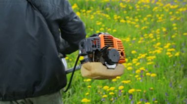 İnsanoğlu karahindiba otlağını biçiyor.