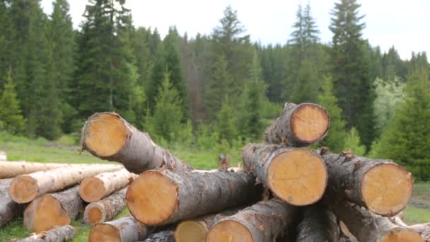 Ολόκληροι κορμοί ξυλείας σε πράσινο γρασίδι — Αρχείο Βίντεο