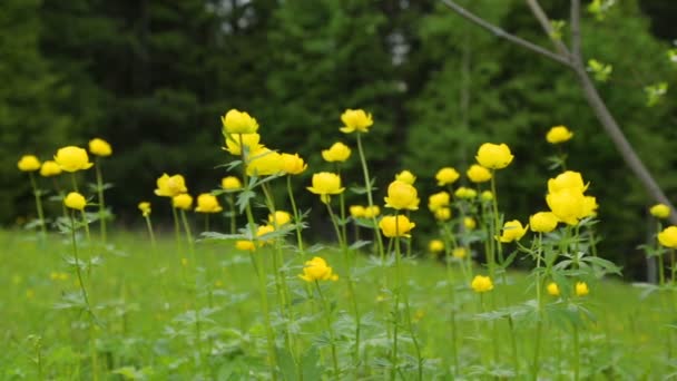 Flores amarillas en el campo de verano — Vídeos de Stock