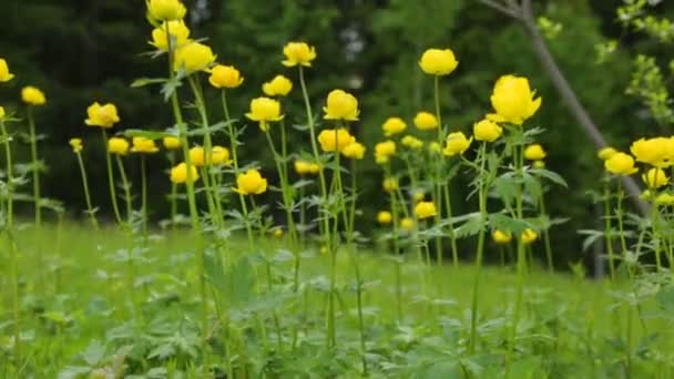 Gele bloemen in de zomer veld — Stockvideo