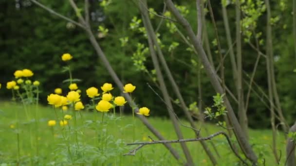 Flores amarelas no campo de verão — Vídeo de Stock