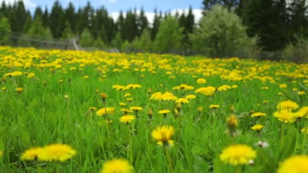 Maskros äng sommar dag utsikt — Stockvideo