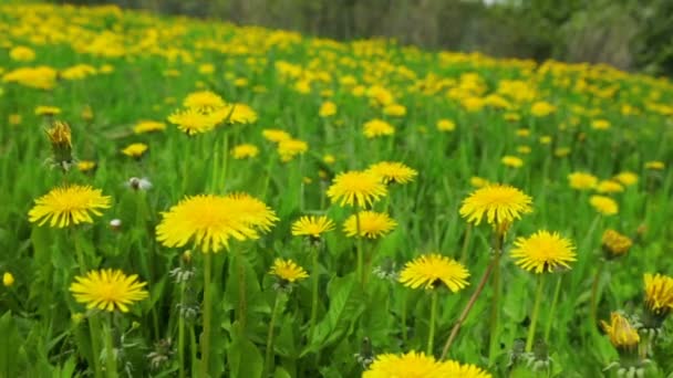 Maskros äng sommar dag utsikt — Stockvideo