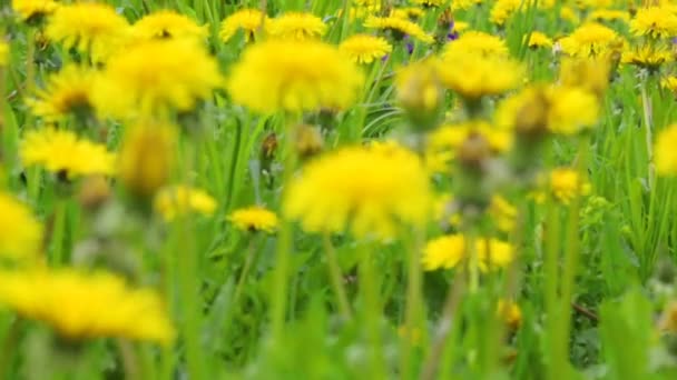 Dandelion prado verano día vista — Vídeos de Stock