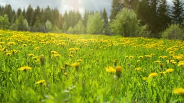 Dandelion prado verano día vista — Vídeo de stock