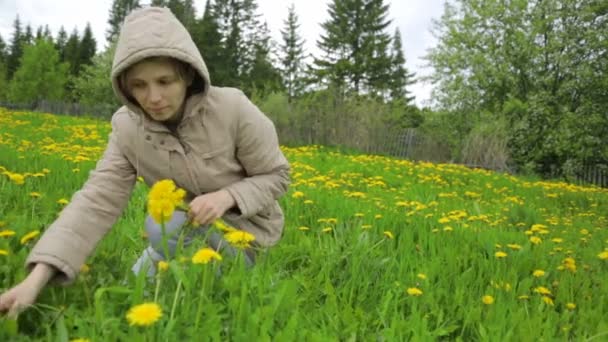 Frau pflückt Löwenzahn auf Wiese — Stockvideo