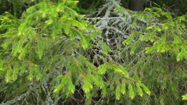 Vieille branche de sapin en gros plan 