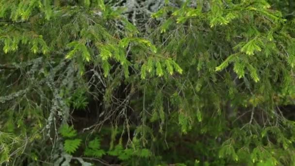 Yakın planda eski köknar ağacı dalı — Stok video