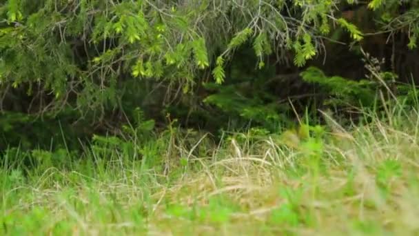 Vieille branche de sapin en gros plan 