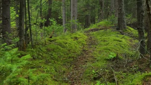 Перехід через ялиновий ліс — стокове відео