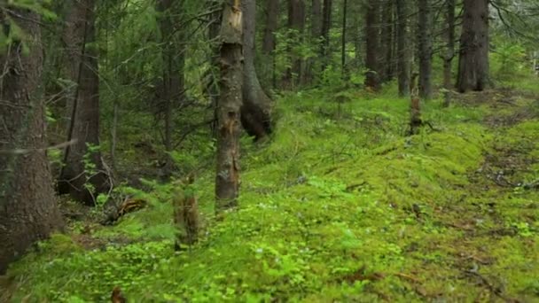 Moviéndose a través del bosque de abeto — Vídeo de stock