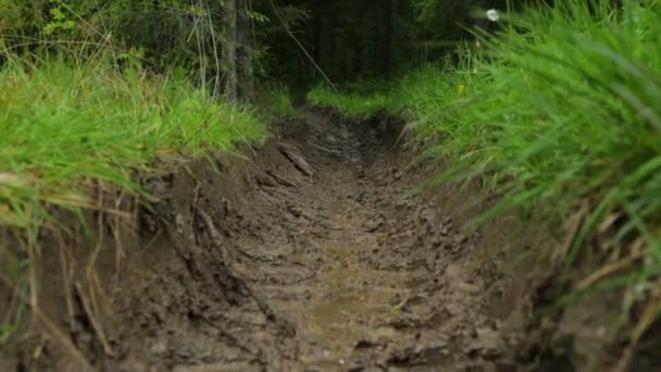 Route forestière à ornières profondes en été 