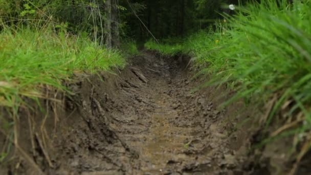 Tiefgründiger Waldweg im Sommer — Stockvideo