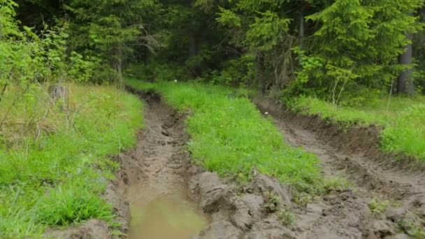 Deep-rutted forest road in summer — Stock Video