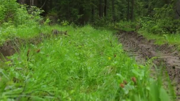 Głęboko poszarpana leśna droga latem — Wideo stockowe