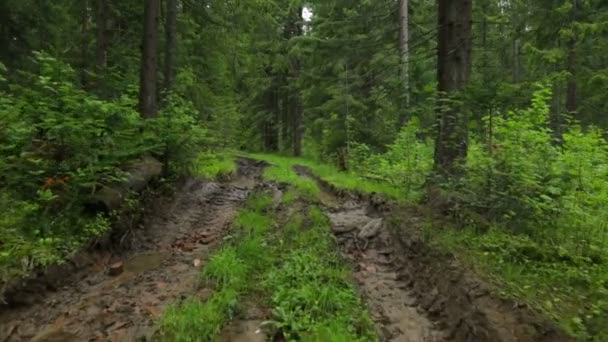 Δρόμος του δάσους με βαθιά αυλακιά το καλοκαίρι — Αρχείο Βίντεο