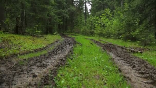 Лісова дорога глибоко влітку — стокове відео