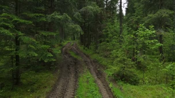 Diepgewortelde bosweg in de zomer — Stockvideo
