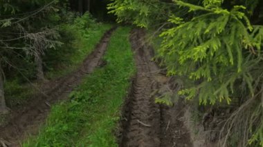 Yazın derin ve nemli orman yolu