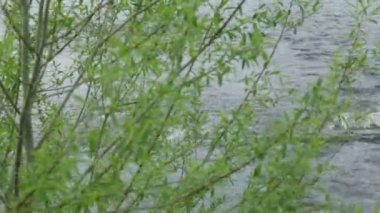 Nehir kıyısında söğüt