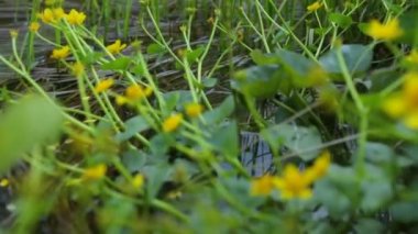 Yazın bataklık bölgesi