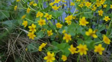 Yazın bataklık bölgesi