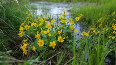 Yazın bataklık bölgesi