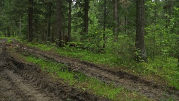 Deep-rutted forest road in summer — Stock Video