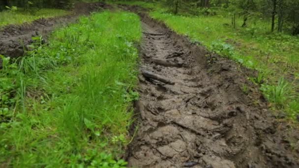 Diepgewortelde bosweg in de zomer — Stockvideo