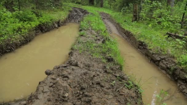 Tiefgründiger Waldweg im Sommer — Stockvideo