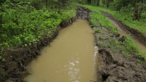 Diepgewortelde bosweg in de zomer — Stockvideo