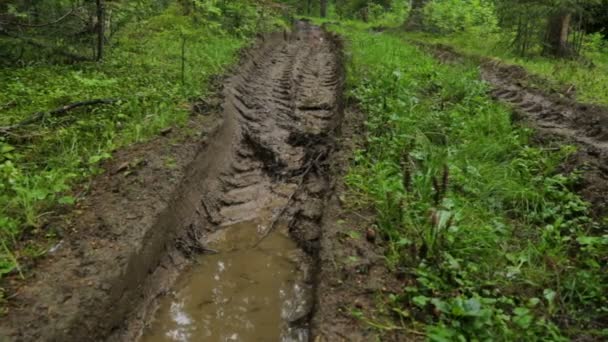 Deep-rutted forest road in summer — Stock Video