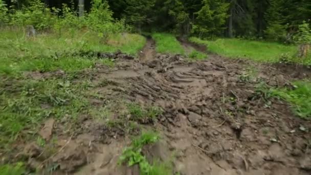 Carretera boscosa profunda en verano — Vídeos de Stock