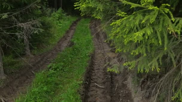 Carretera boscosa profunda en verano — Vídeos de Stock