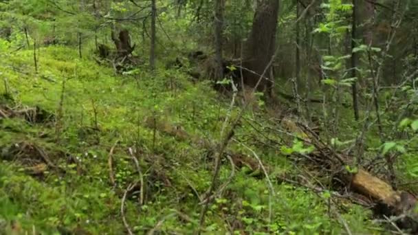 Floresta de abeto em verão — Vídeo de Stock